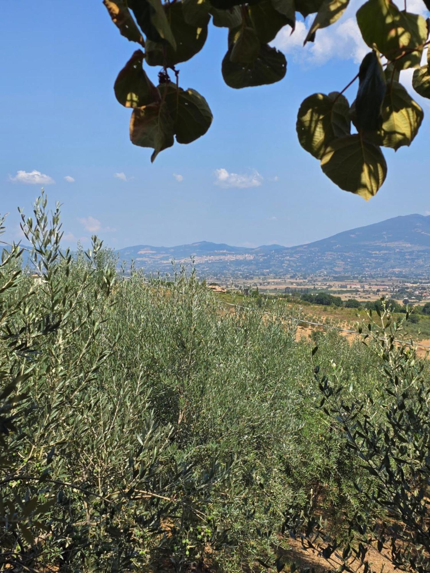 Villa Dimora Kalipe Limigiano Esterno foto